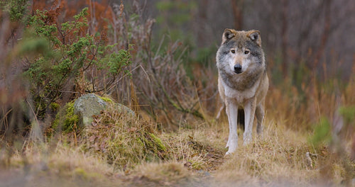 Wild male wolf licks its teeth while hiding between the bushes in the forest