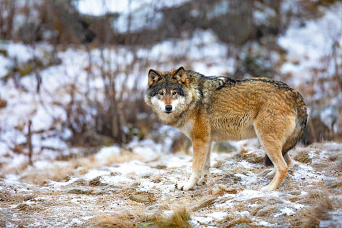 Magnificent wolf standing in the forest in early winter