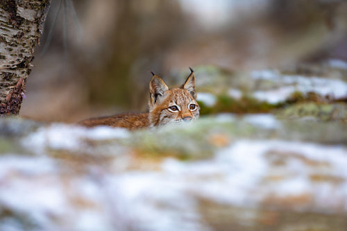 Playfull eurasian lynx lurking in the forest at early winter