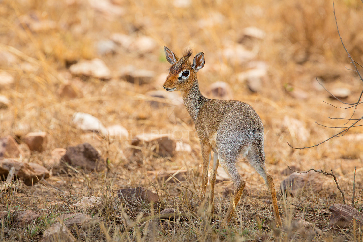Dik-dik Antelope on African Safari in Natural Habitat