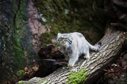 Pallas Cat