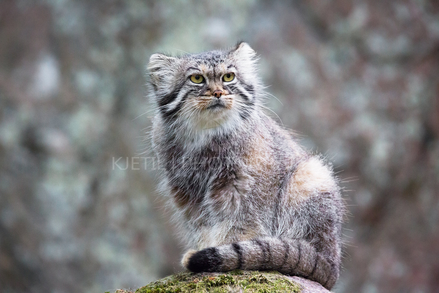 Pallas cat