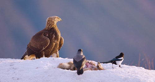 Golden eagle in winter landscape over the fjords of Telemark, Norway, showcasing raw power and natural beauty