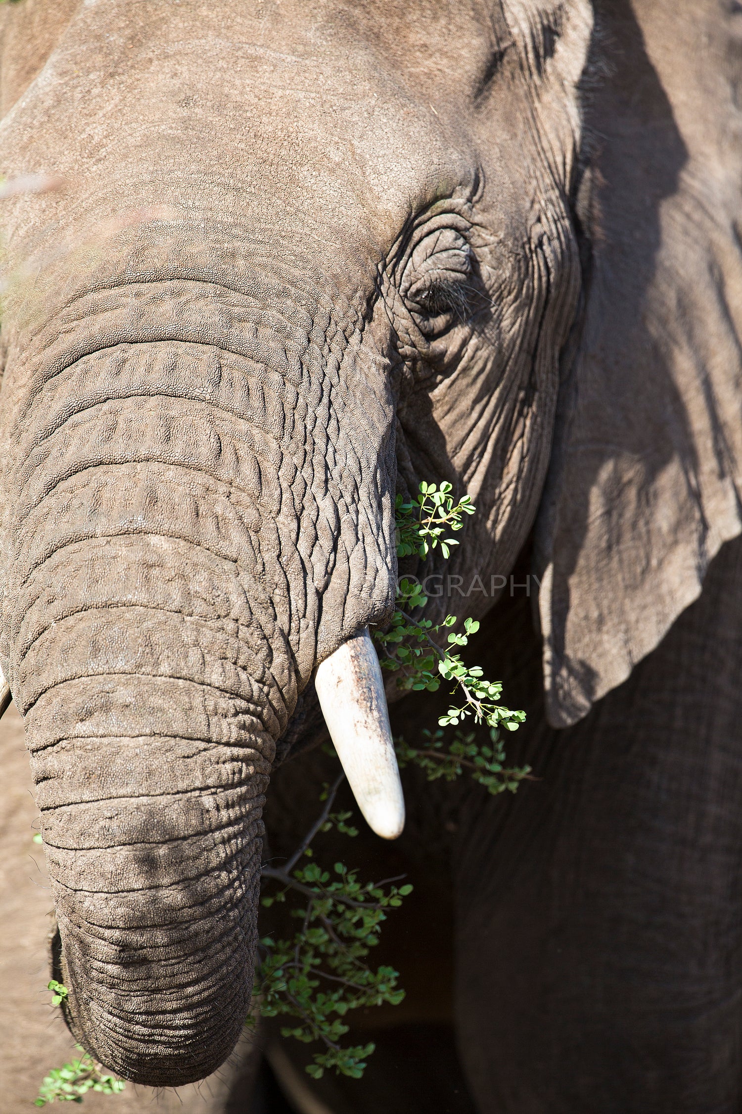 Large elephant eating grass