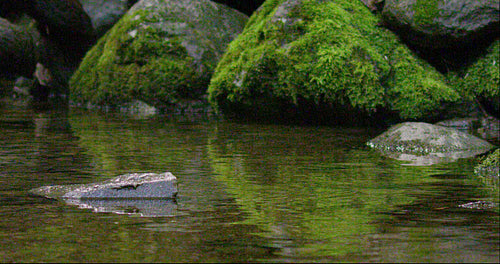 Red squirrel jump from rock to rock with a nut in the mouth