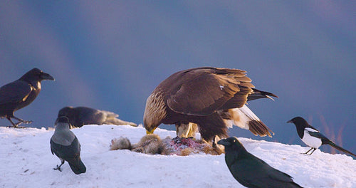 Golden eagle and crows feeding on carcass in winter landscape of fjords in Telemark, Norway