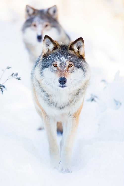 Two wolves in cold winter landscape