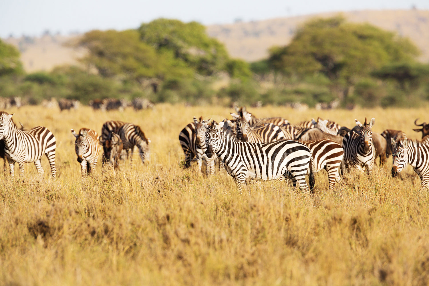 Zebra in Tanzania