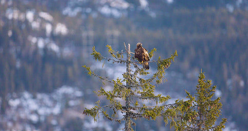 Golden eagle perched on tree in winter landscape over fjords of Telemark, Norway