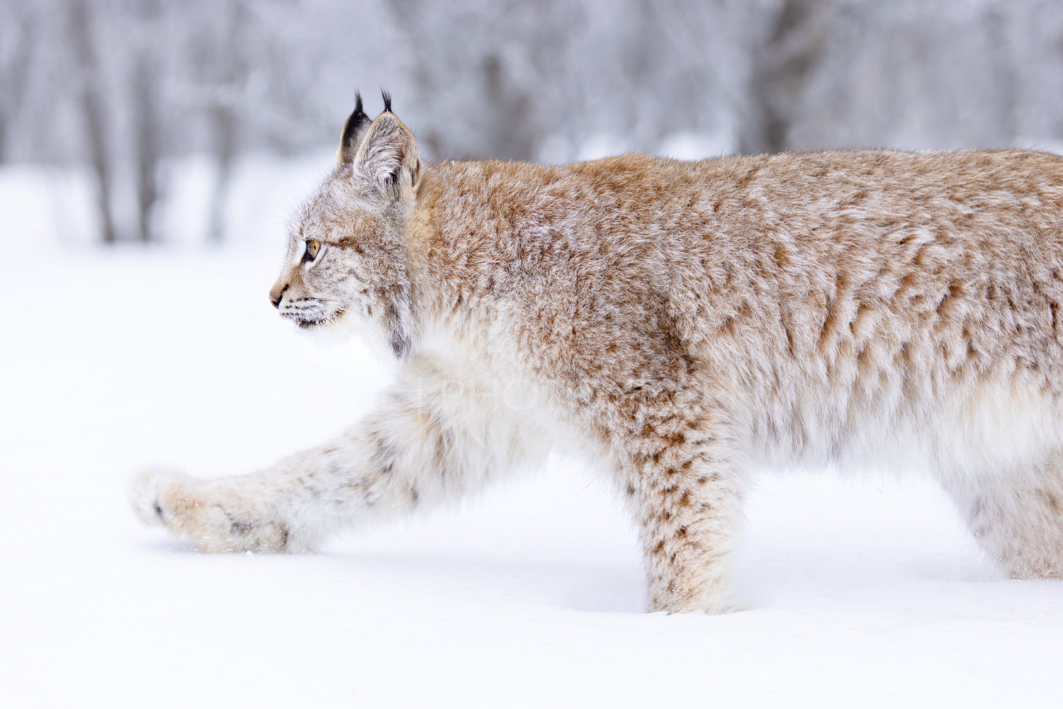 Majestic lynx walking gracefully through snowy Scandinavian forest