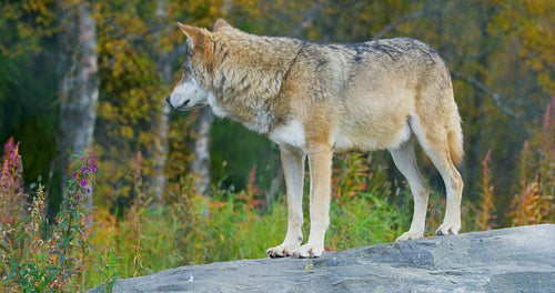 Large male grey wolf standing on a rock in the forest