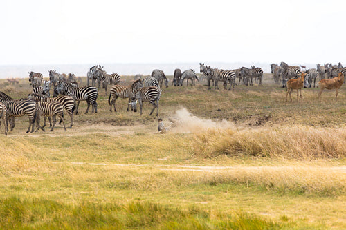 Zebra rolls in the sands