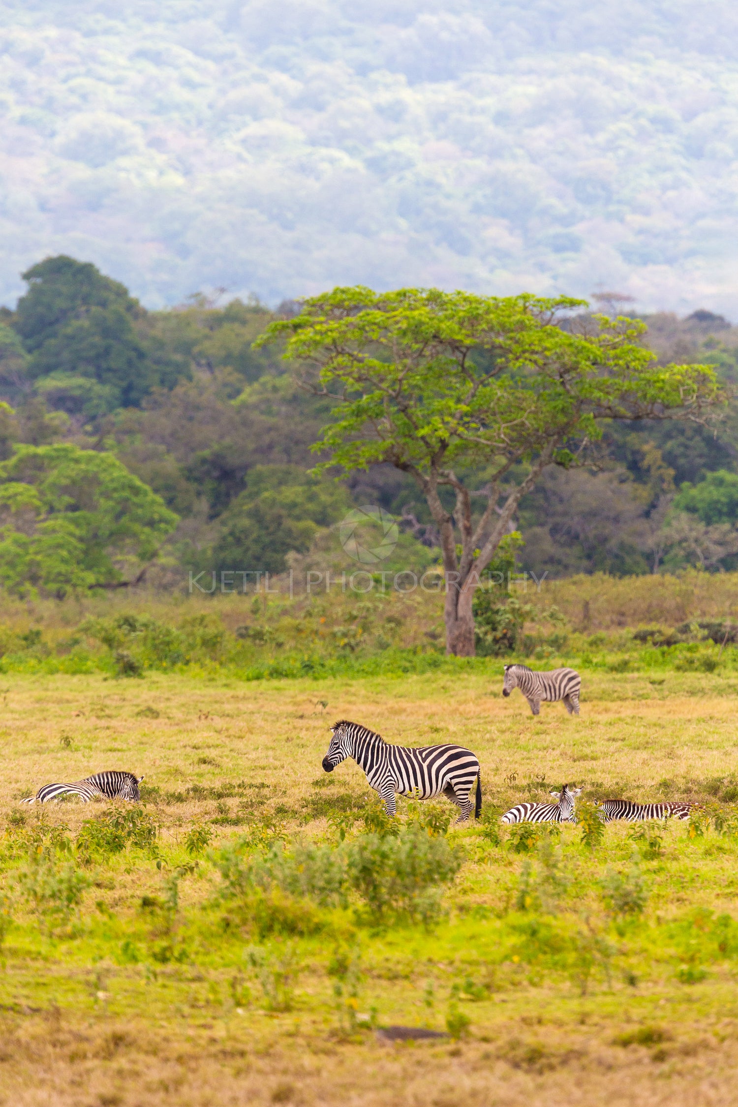 Zebras grazing in the wild savanna of Tanzania with lush greenery and a solitary tree in the background