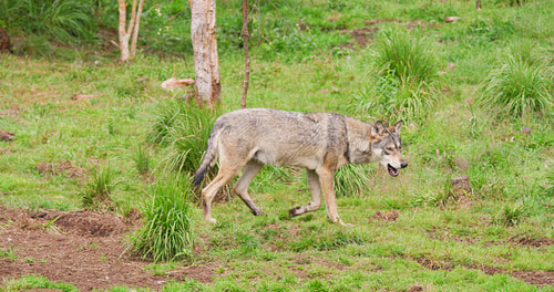Wolf walking on field in forest