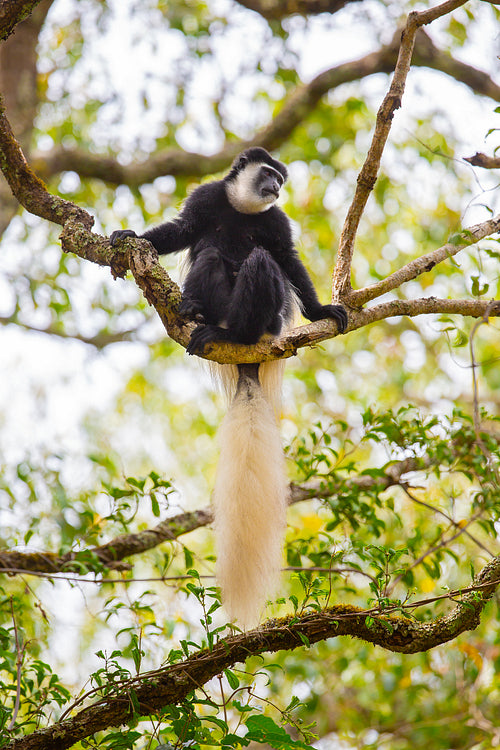 Colobus monkey on tree branch in Tanzania forest, showcasing natural wildlife habitat