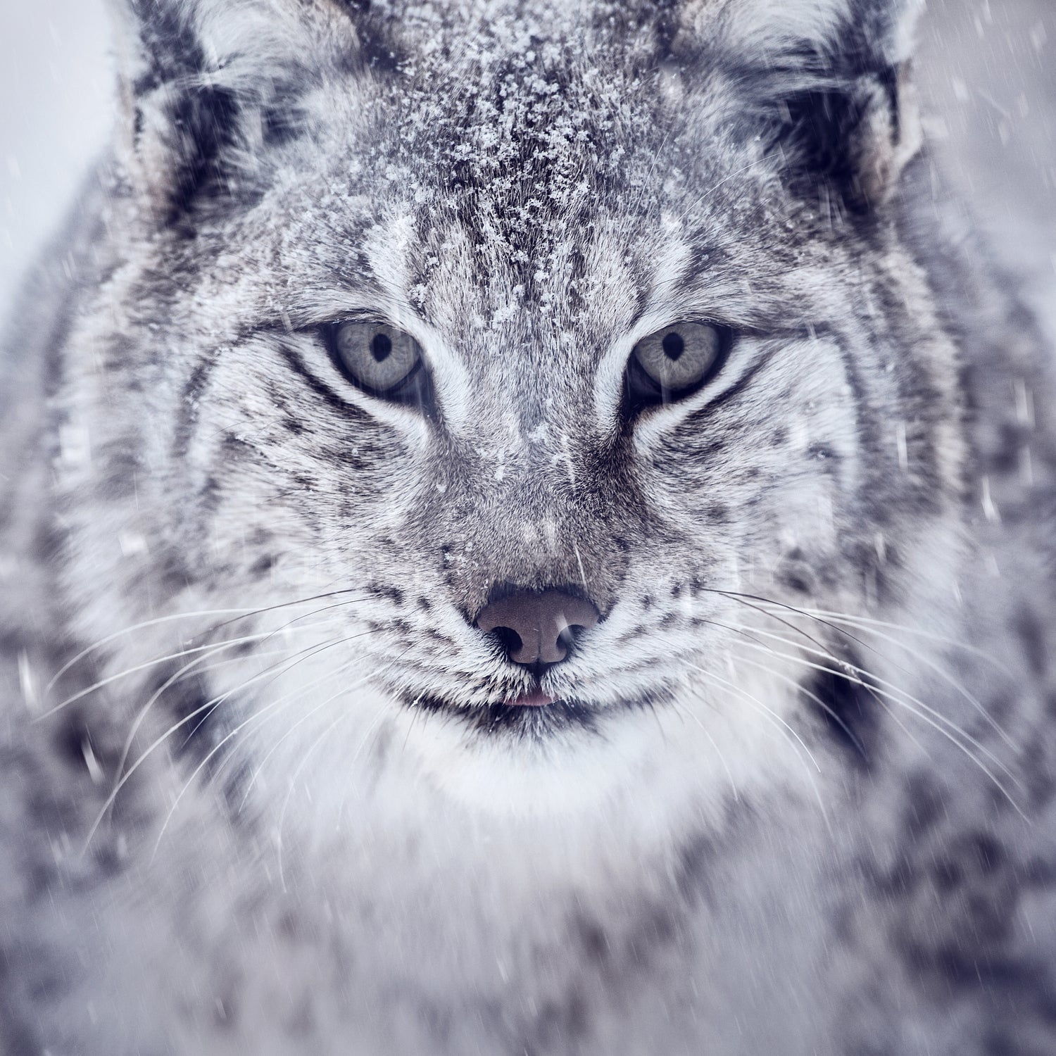 Lynx looking into camera