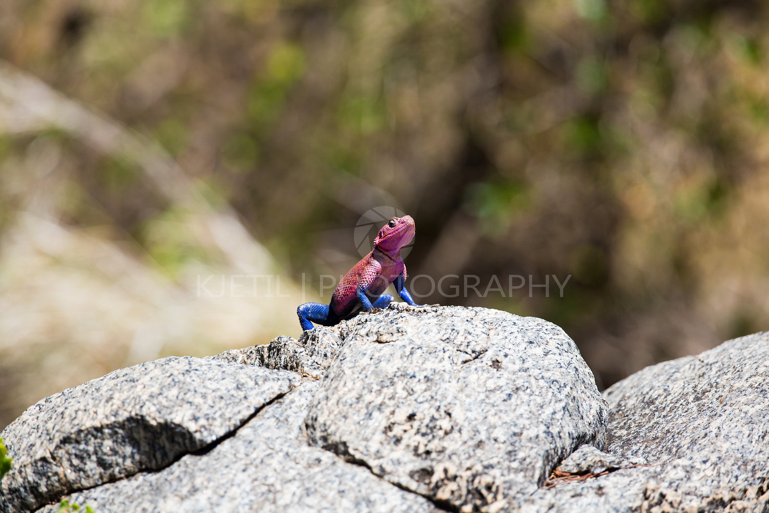 Colorful gecko