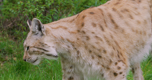 Close-up of a european lynx walking in the forest at summer