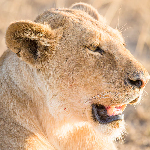 Lion rests in Serengeti