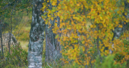 Two large grey wolves in pack runs through the forest in fall