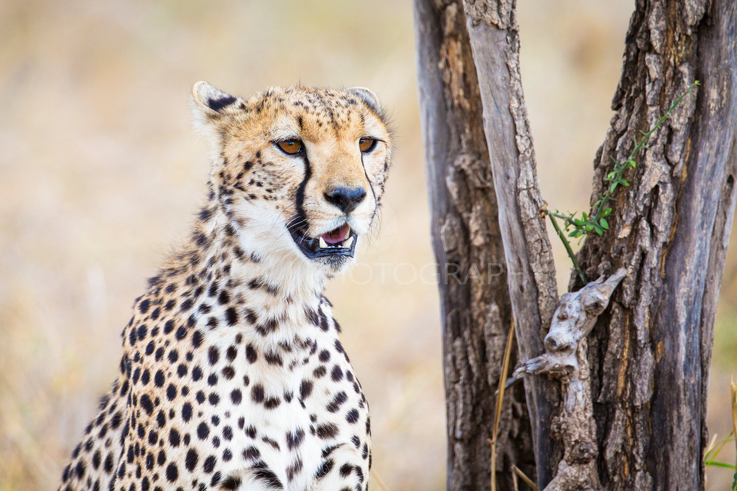 Cheetah looking after prey in Serengeti