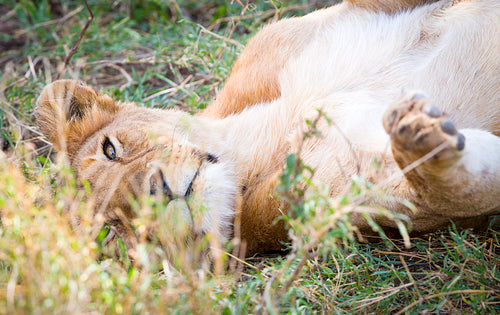 Cute young lion plays in grass at the savannah