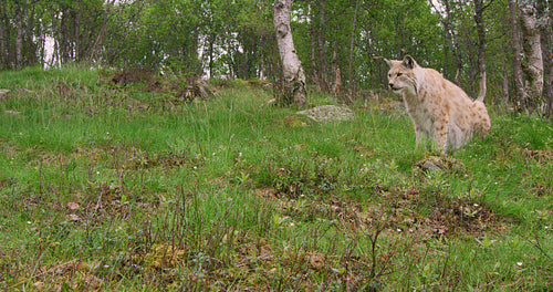 European lynx hunting in the forest a summer evening