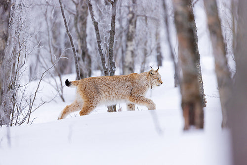 Majestic lynx roaming in snow-covered Scandinavian winter forest