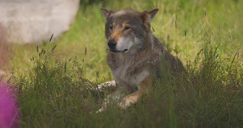 Large adult male grey wolf rests in the shadow when something suddenly scares him