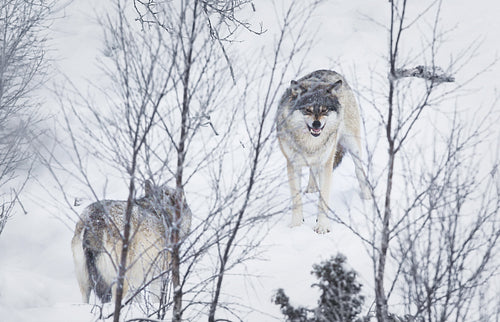 Three Wolves in the Snow