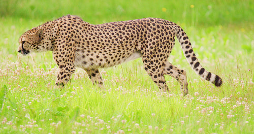 Close-up of adult cheetah walking in the grass