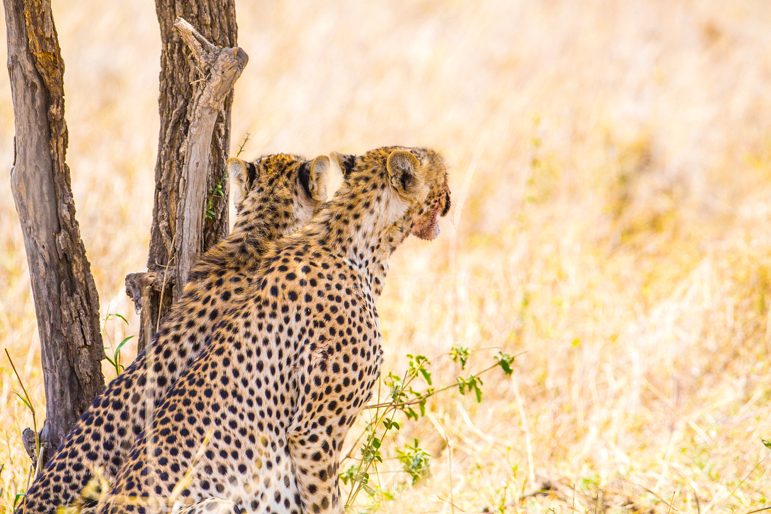 Two cheetahs rests under tree after meal in Serengeti