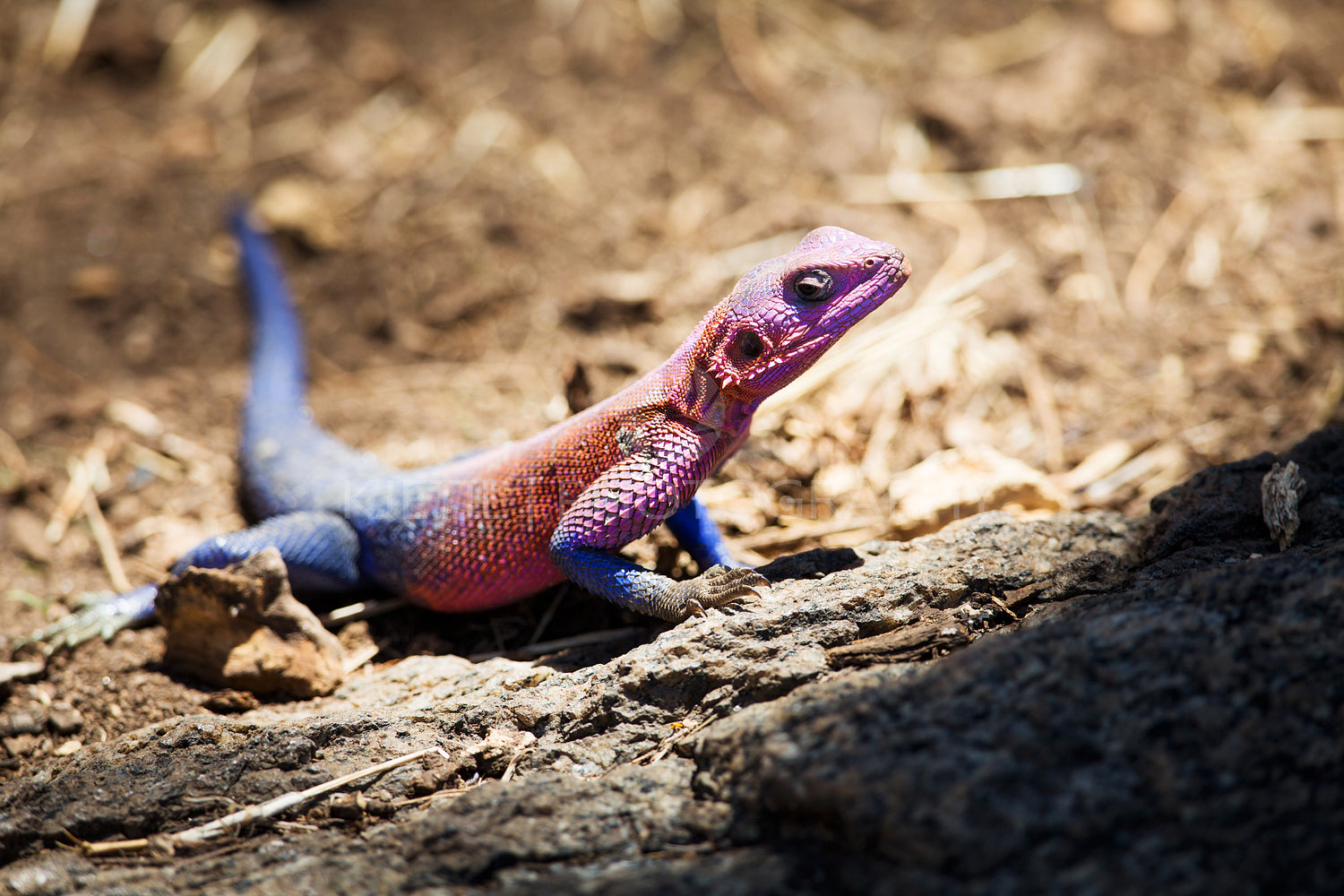 Colorful gecko in Africa