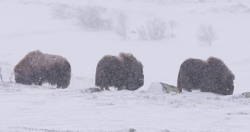 Three Musk Oxes in Dovre mountains in heavy snow blizzard at Dovre