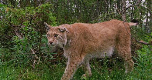 Close-up of a european lynx walking in the forest at summer