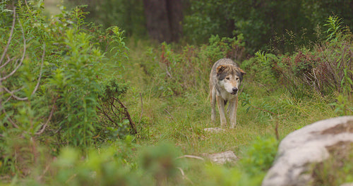 Large and old grey wolf smell and look for rivals and danger in the forest