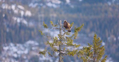 Golden Eagle perched on a tree in scenic winter landscape of Telemark fjords, Norway