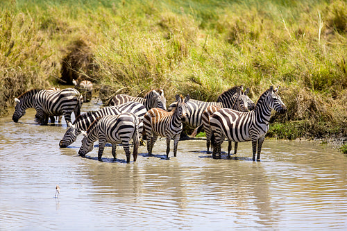 Zebras drinks of a water hole