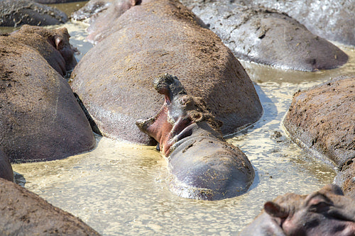 Young hippo sleeps with open mouth