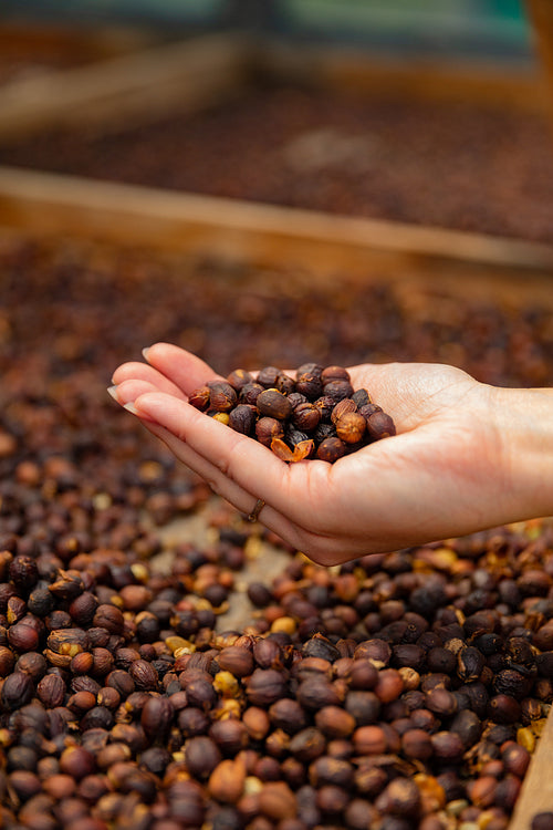 Close-up of Woman Holding Organic Raw Coffee Beans