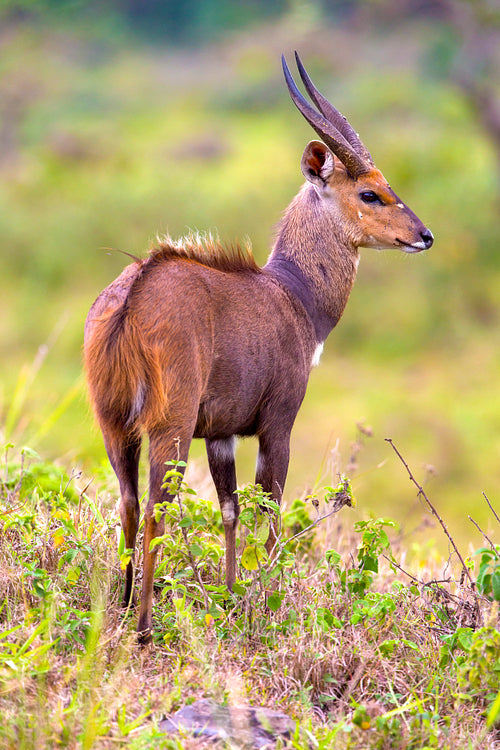 East african bushbuck standing in the bush