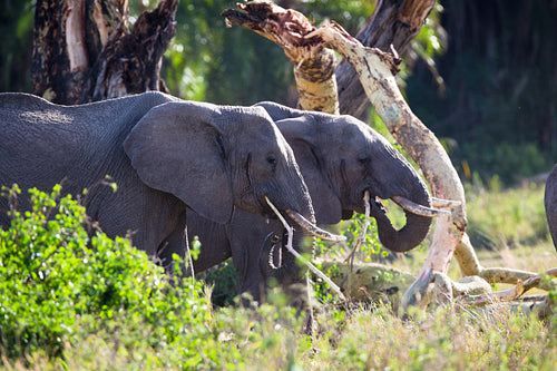 Large elephants eating in Serengeti
