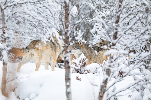 Wolves in wolf pack in the forest a snowy day at winter