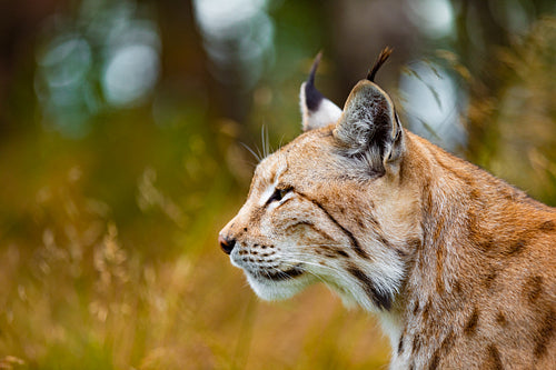 Close-up of focused eurasian lynx hunting in forest at summer