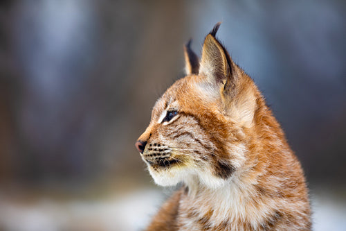 Close-up of eurasian lynx sitting in the forest at early winter