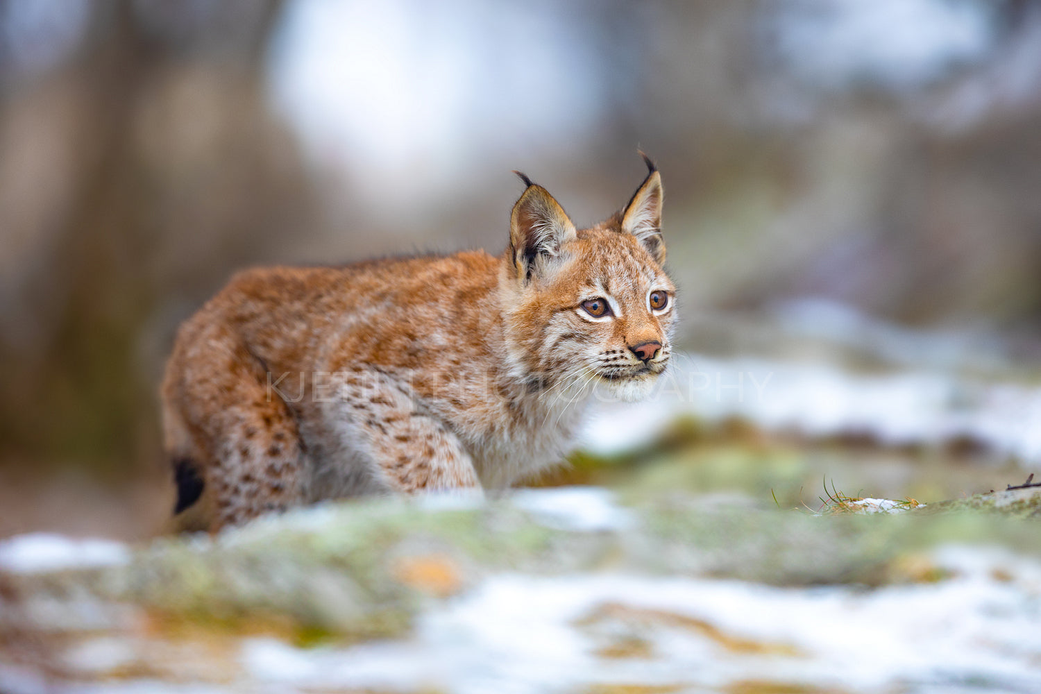 Eurasian lynx hunting in the forest at early winter