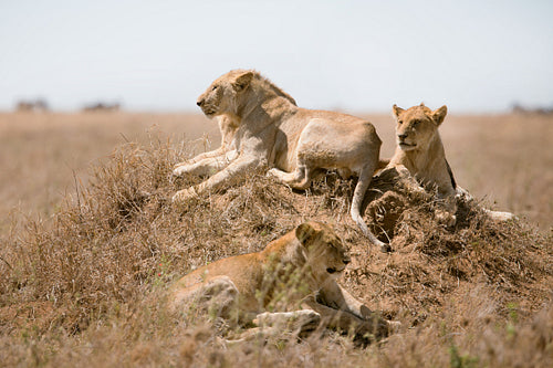 Lion pride resting in Serengeti