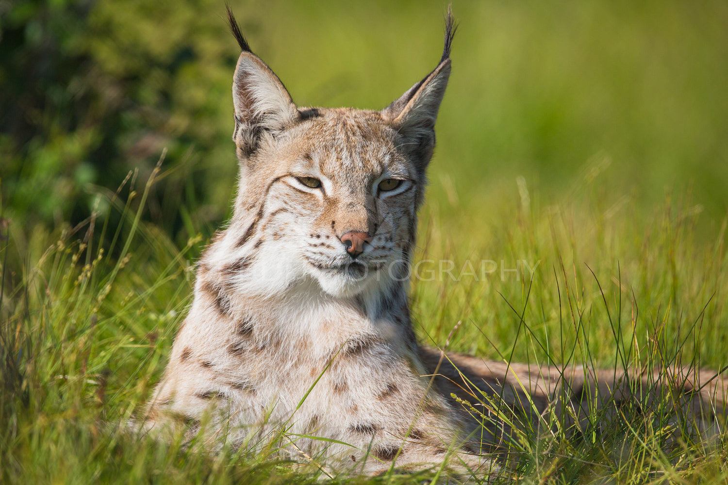Proud lynx laying in the grass