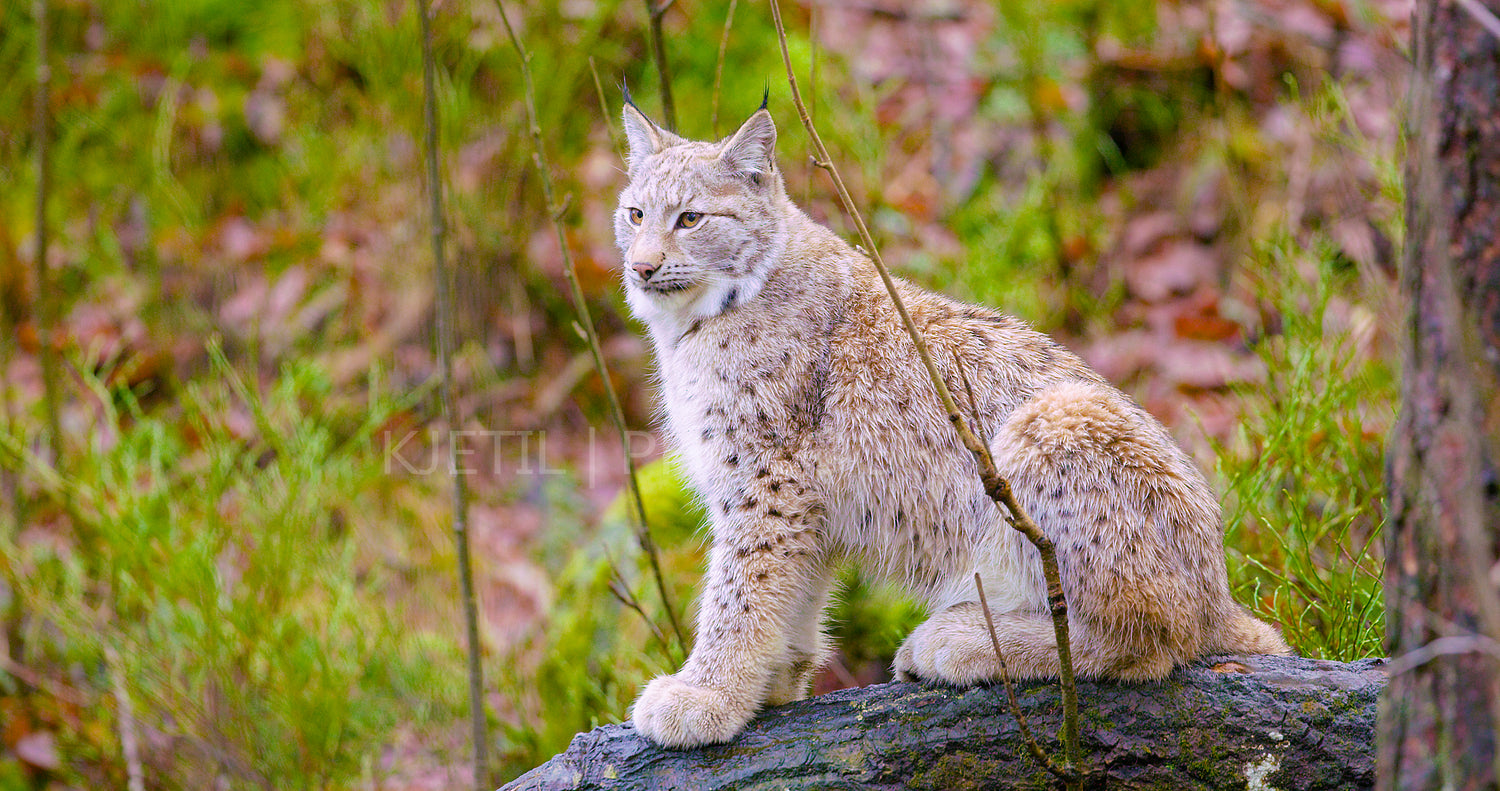 European lynx sits in the autumn forest