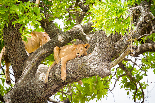 African lion rests in a tree really hot day